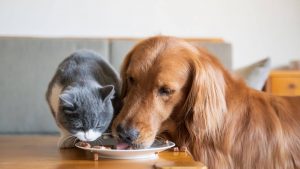 The Nutrition Level Of Your Pet Intact