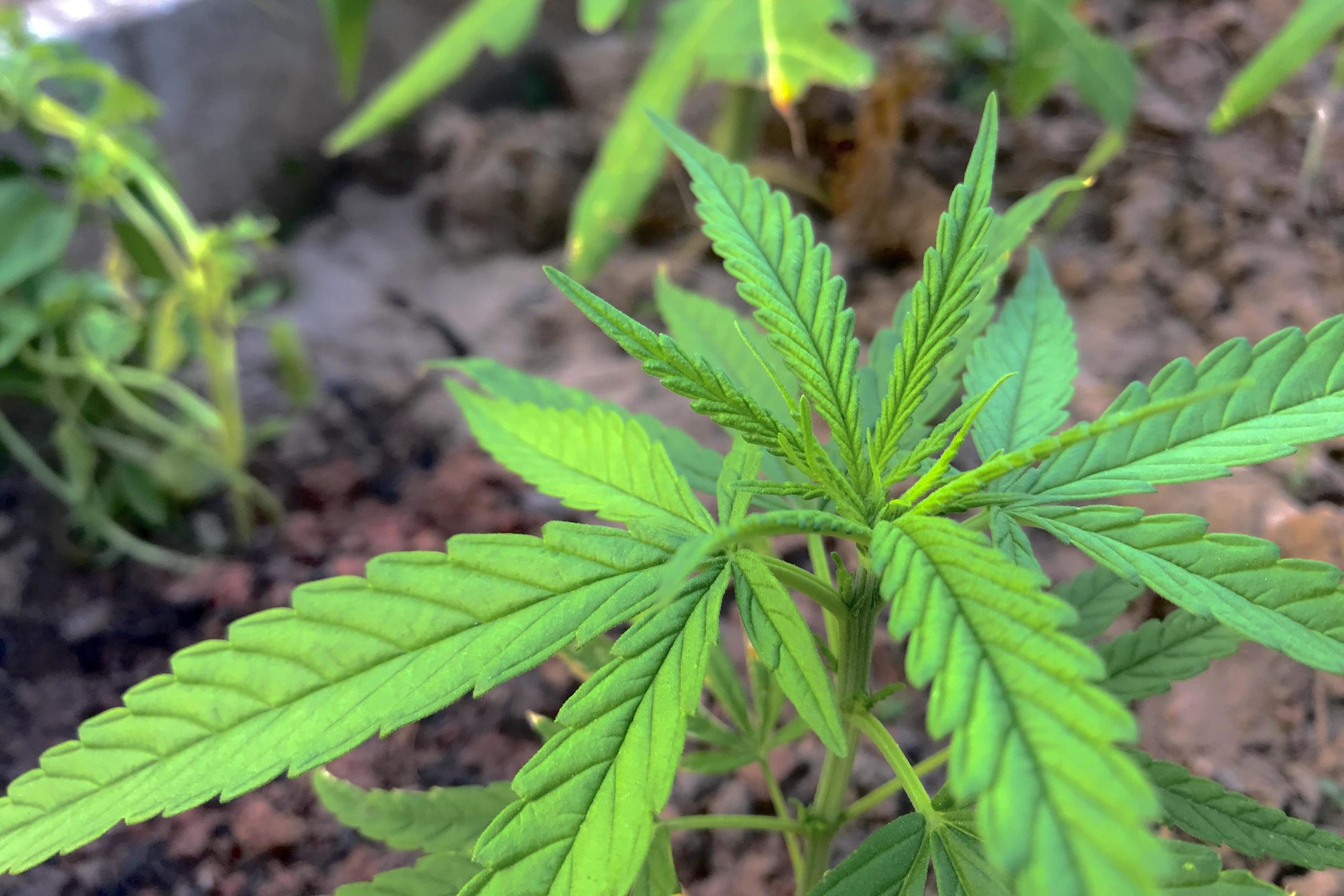 best cbd for joint pain relief